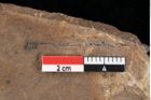 Foto (Detailansicht) von Glyptostrobus europaeus Brongniart (NHMW-GEO-2024-0188-0160)